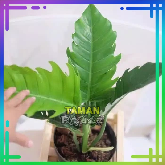 Tanaman Hias Philodendron Gregaji