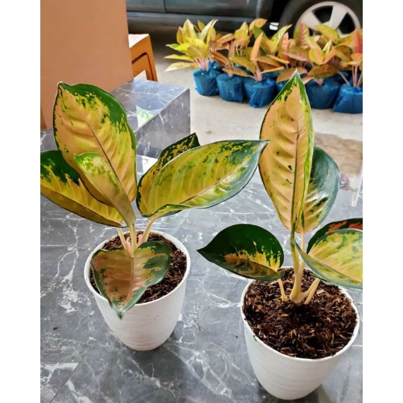 Bibit aglonema Sultan Brunei 1/2 daun