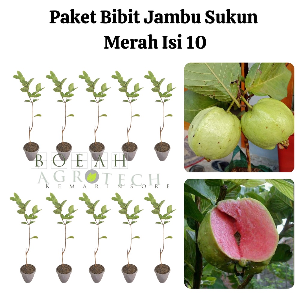 Paket Hemat Bibit Jambu Sukun Merah Okulasi Isi 10 Bonus Bibit Strawberry+Polibag