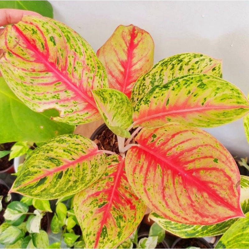 Aglonema Andini / bibit bunga / bunga hidup / tanaman / tanaman bunga / bunga hiasan /bunga aglonema