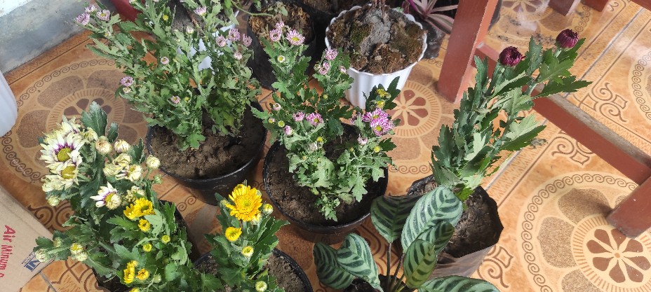 Tanaman Hias Calathea Stromata Atau Sepat Rimbun Murah