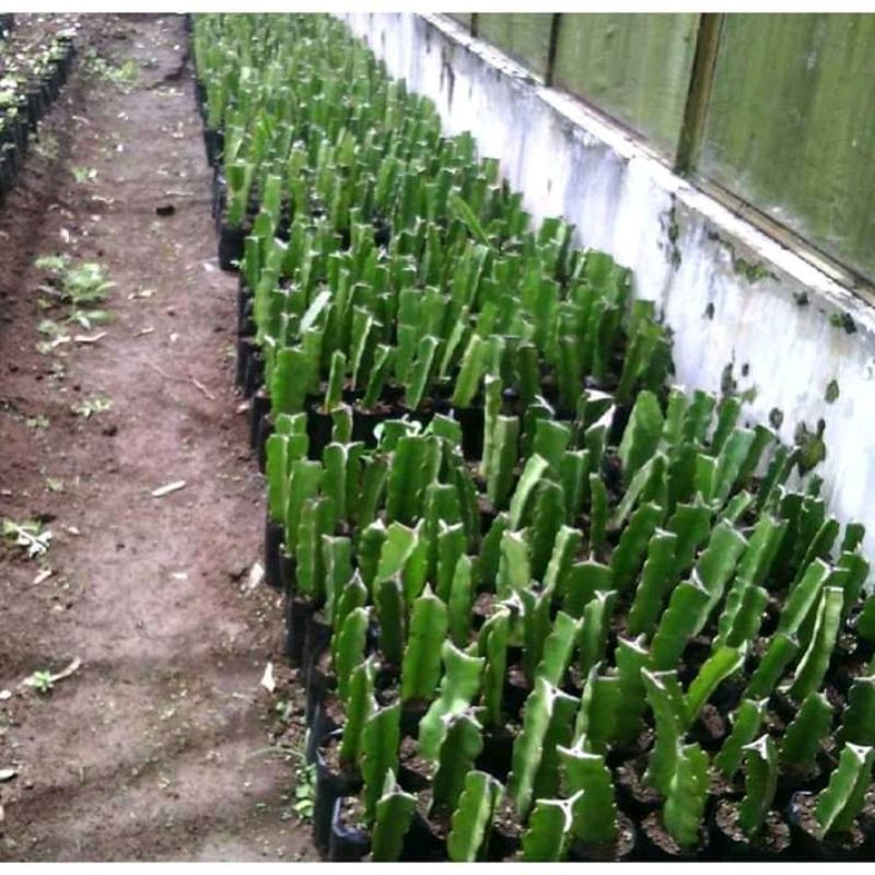 bibit buah naga merah super unggul buah besar