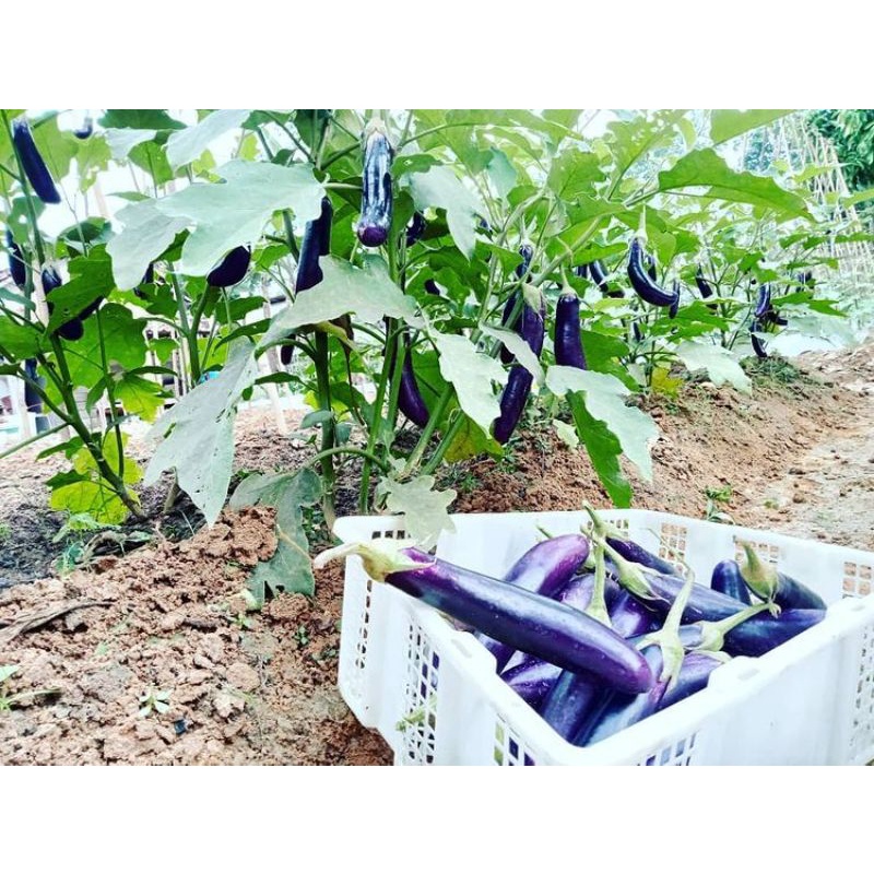 Crystalcove12 Benih Terong Ungu Antaboga F1 Repack Cap Kapal Terbang Original - Terong Antaboga