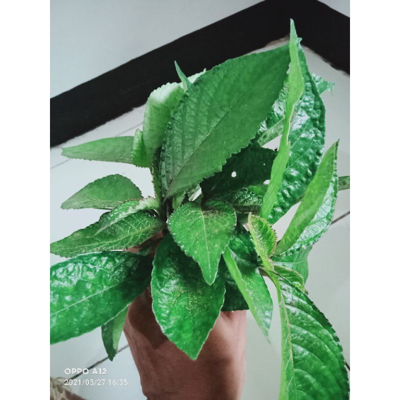 

daun keji beling segar 1 kg promo