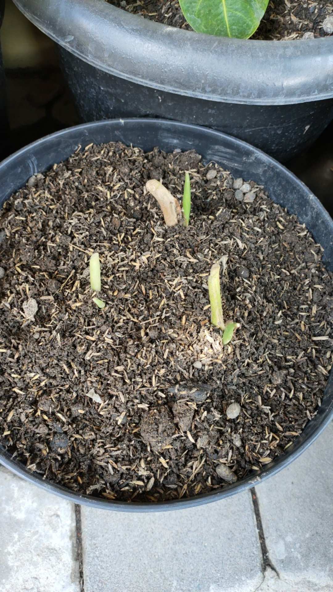 Bonggolan Alocasia Rigina