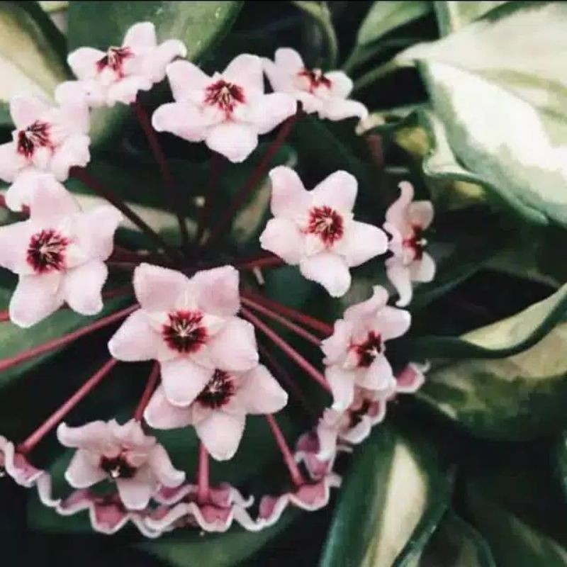 TANAMAN GANTUNG HOYA CARNOSA VARIGATA