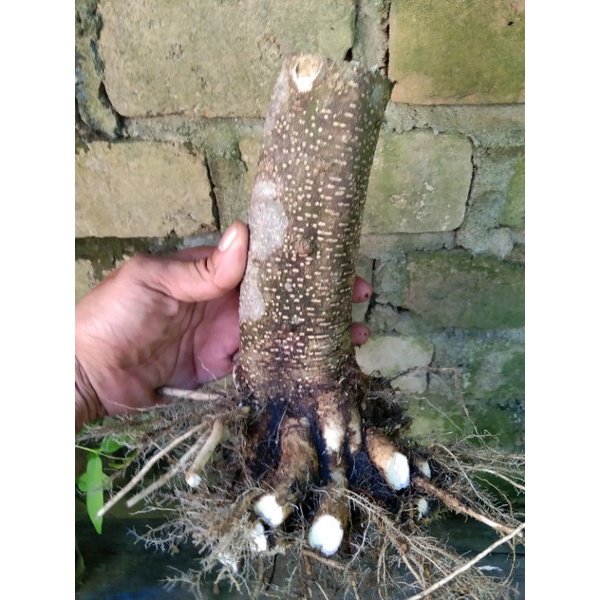 Anting Putri Jumbo Bahan Bonsai