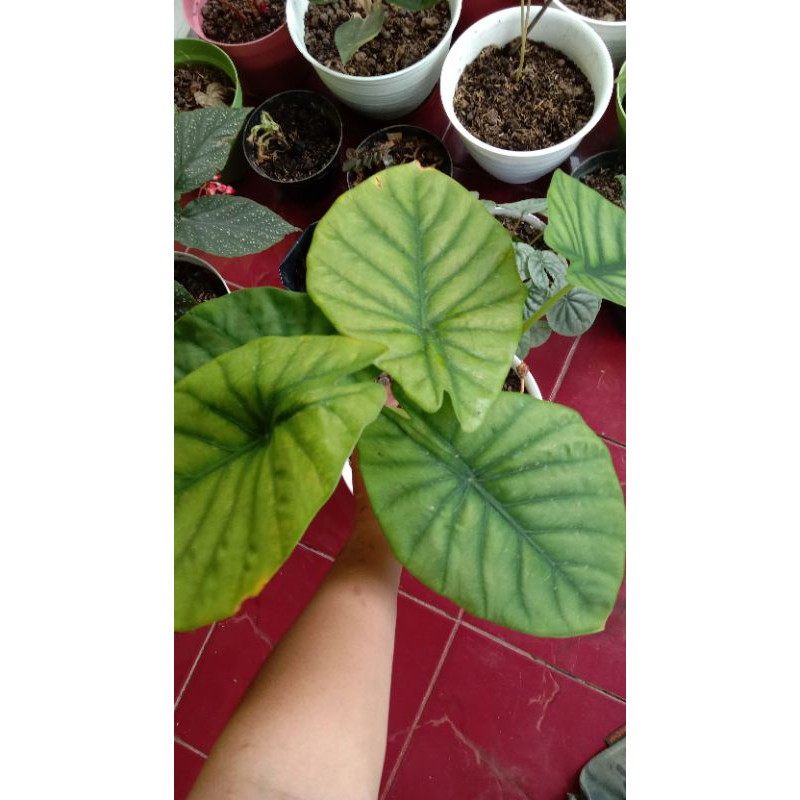 Alocasia tengkorak hijau / greenshield