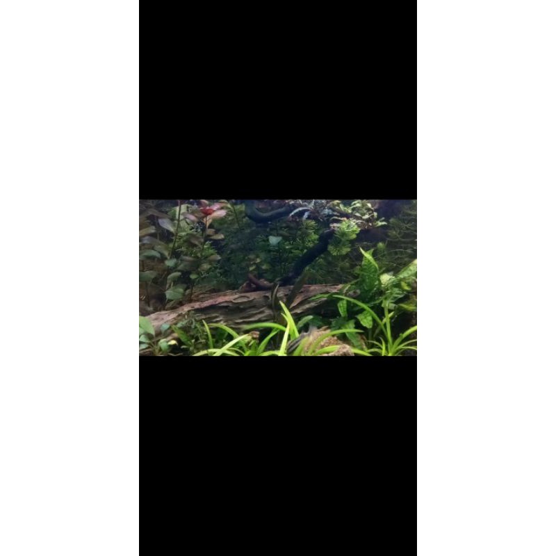 Tanaman aquascape low co2&low ligh