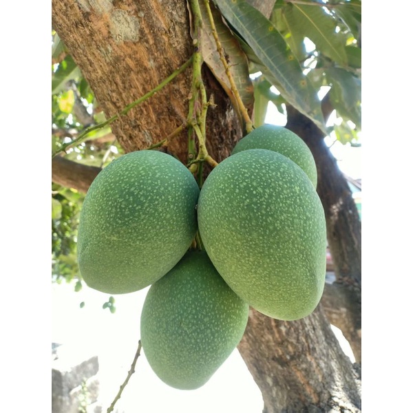 Mangga muda fresh ( gadung x manalagi)