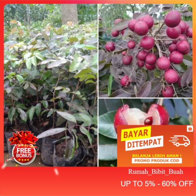 Bibit kelengkeng/lengkeng merah