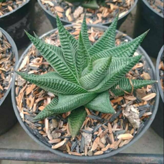 Kaktus sukulen  haworthia  limifolia hijau Shopee Indonesia