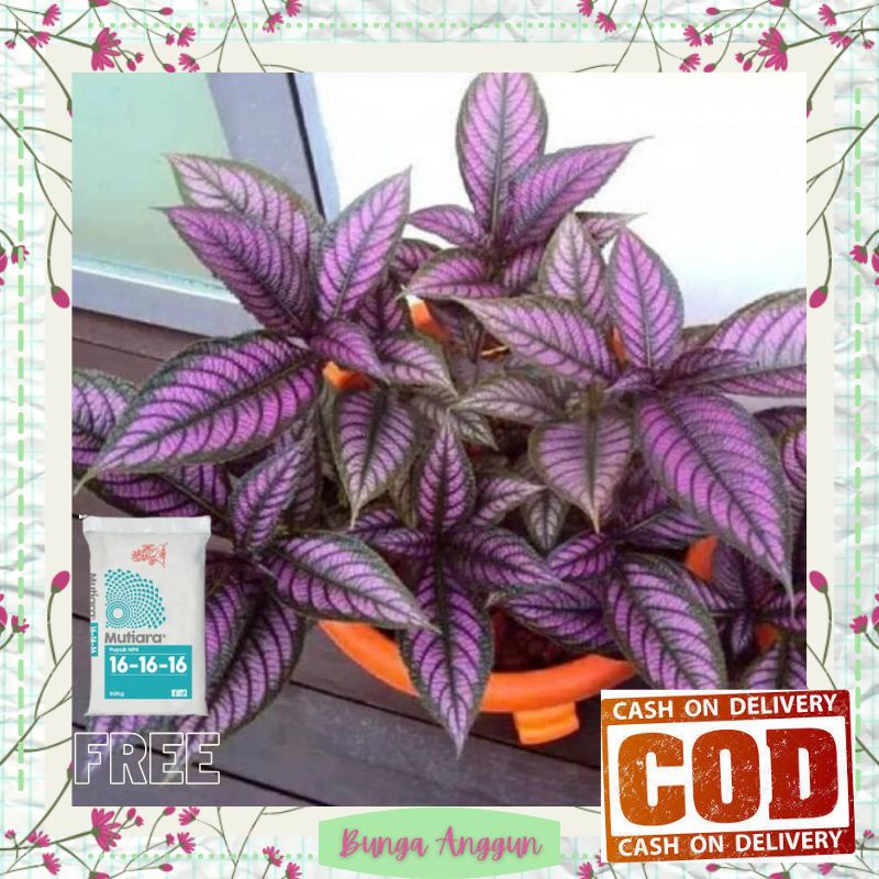 Tanaman Hias bunga kembang Samber Lilin Hidup Asli