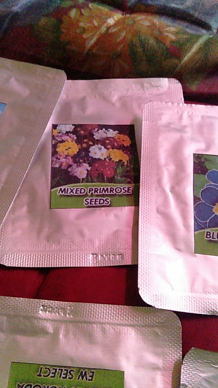 Biji Bunga Evening Primrose (primula) Mixedb