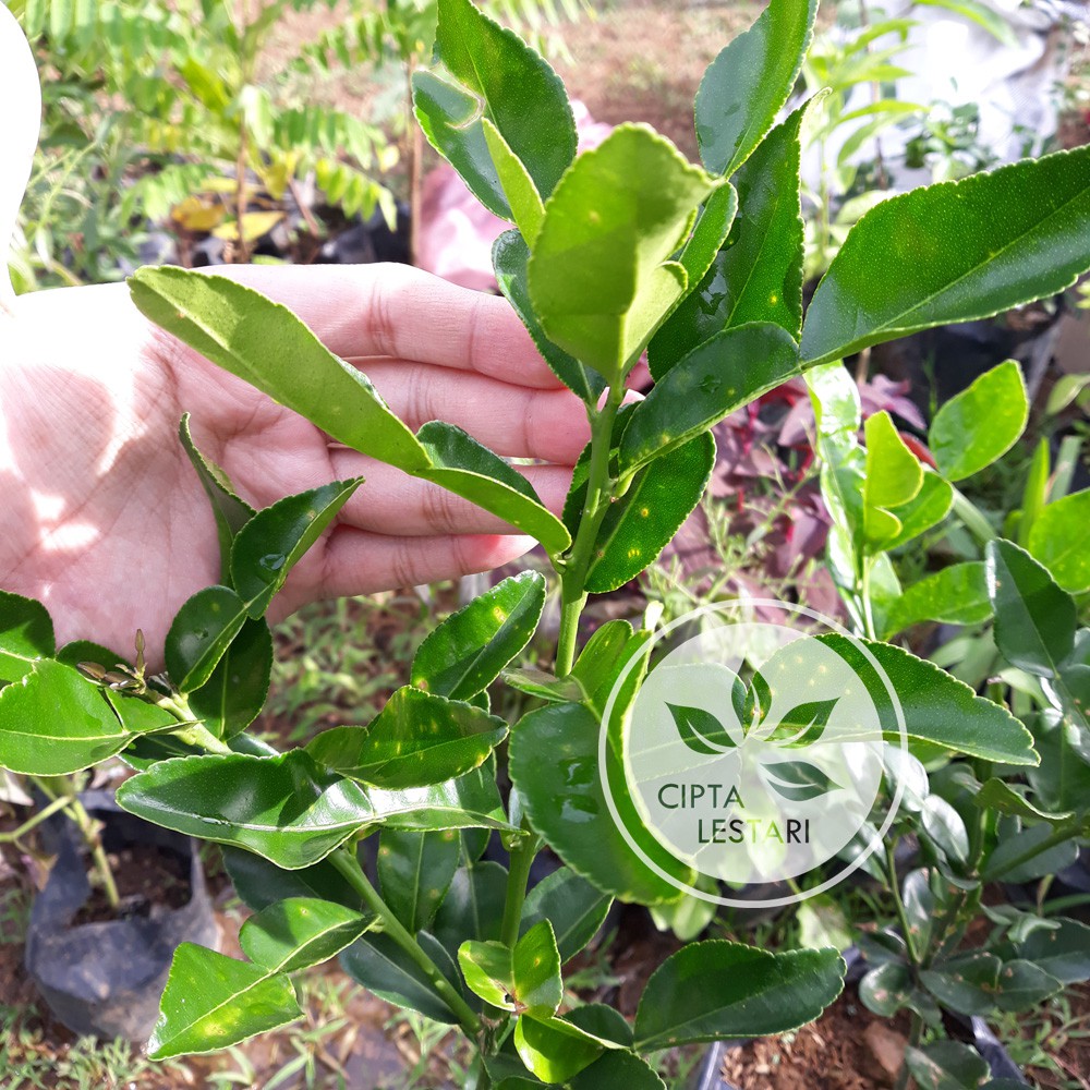 Pohon Jeruk Purut Bibit Jeruk Purut Pohon Daun Jeruk Sambal | Shopee