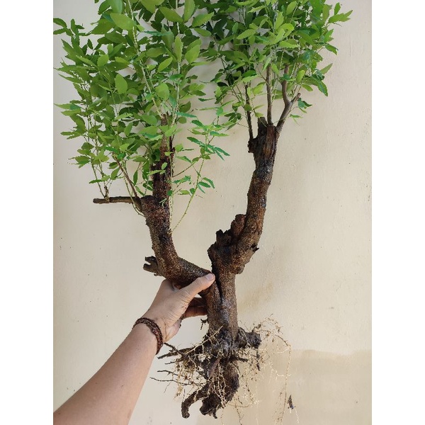 ASEM LONDO DONGKELAN BESAR