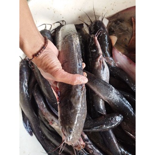 Jual Ikan Sembilang Laut Segar 1Kg Hasil Laut Segar Indonesia|Shopee