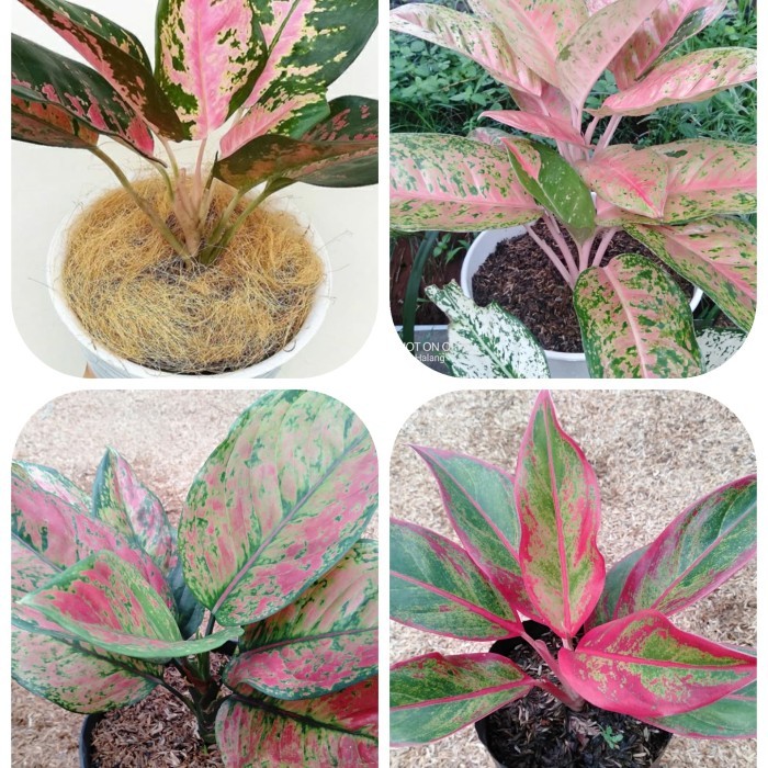 paket tanaman hias aglonema / paket aglonema / paket 4 jenis aglonema