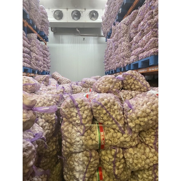 Bawang Putih Kating 250 Gram Premium (tidak ada yang busuk)