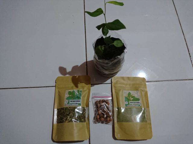 10 Benih Biji Pohon Bidara Arab