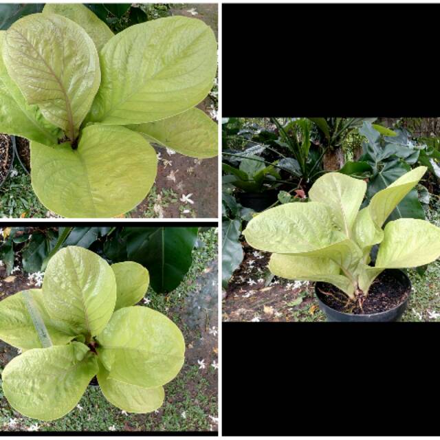 Anthurium jemani mangkok golden