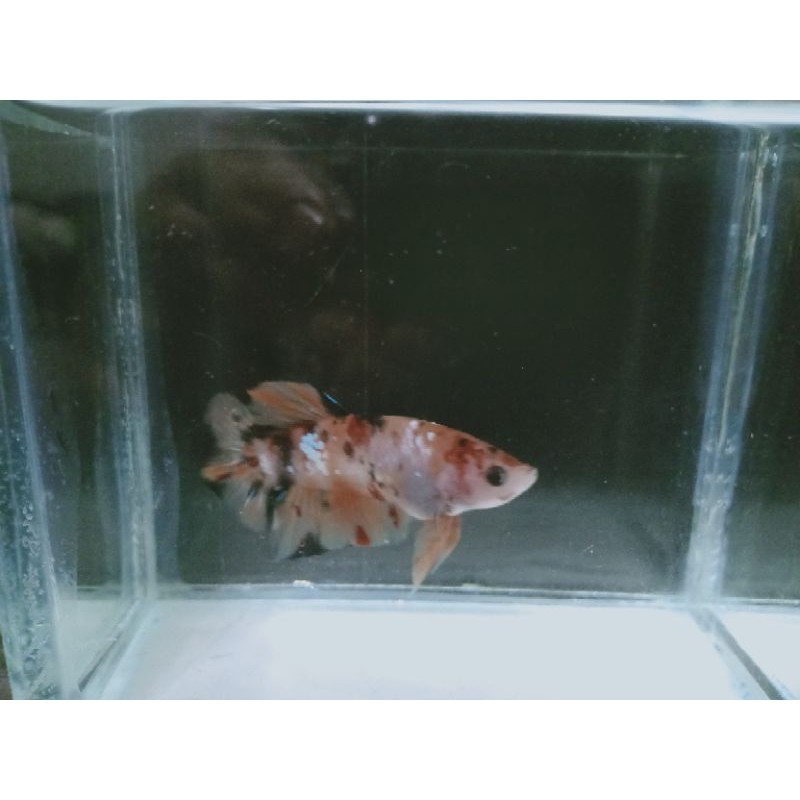 

Ikan Cupang Nemo Cooper Real Pict