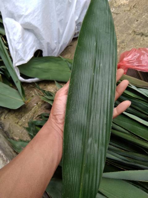 

NOB DAUN BAMBU SEGAR PANJANG DAN LEBAR 300 Lembar