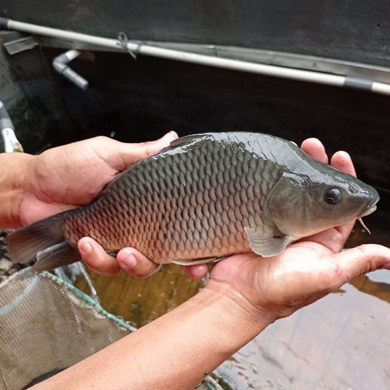 

Ikan Mas Segar