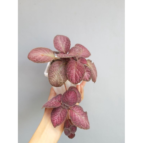 Episcia Strawberry Patch