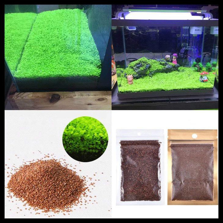 Carpet Seed Mini Dwarf Pearl Bibit Tanaman Aquascape Kode 601