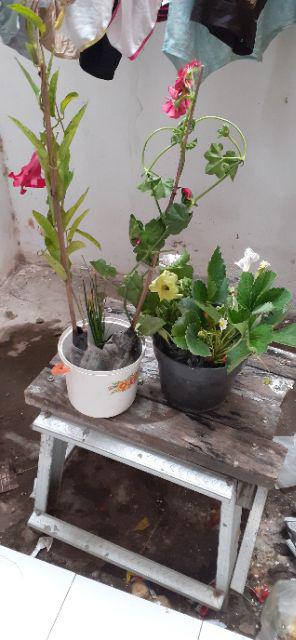 Tanaman Hias Geranium Merah Putih Pink Salem