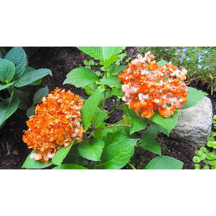Bibit Benih Biji Bunga Hydrangea Orange - Benih Bunga Hydrangea Orange - Kembang Bokor Oren - COD