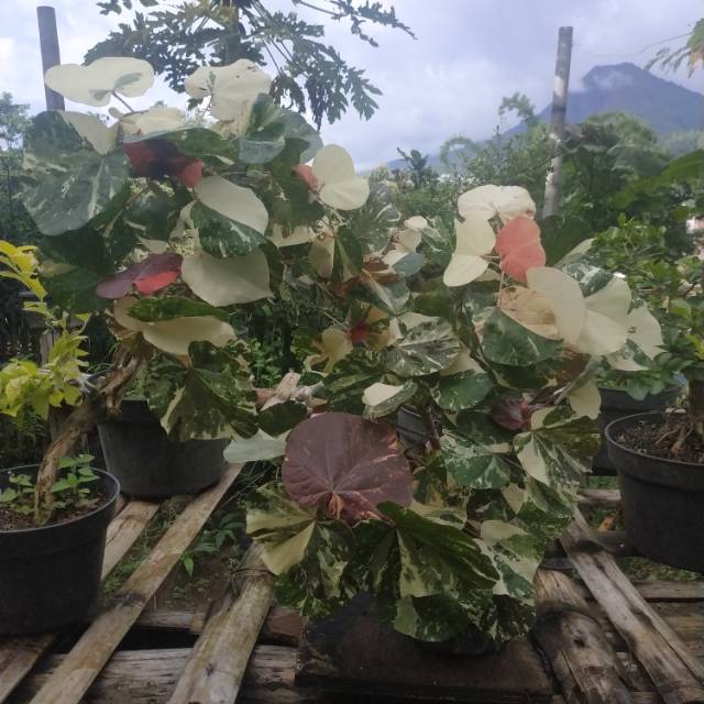 Bahan Bonsai Waru Variegata Batang Besar
