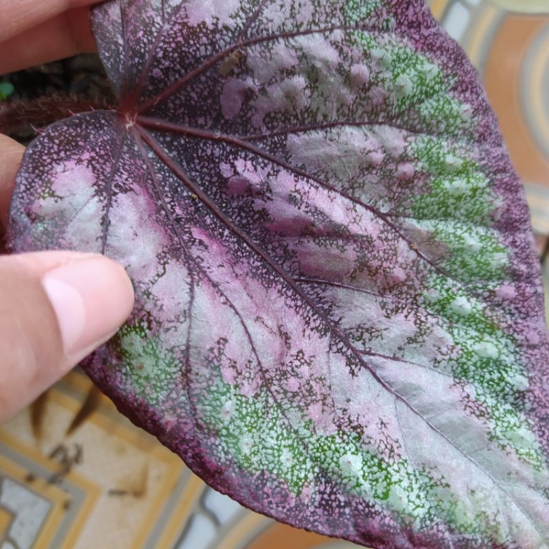 begonia pelangi, begonia rex pelangi, begonia ungu pink