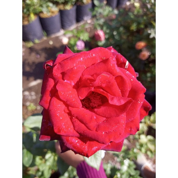 MAWAR GRAND GALLA (MAWAR TANPA DURI)