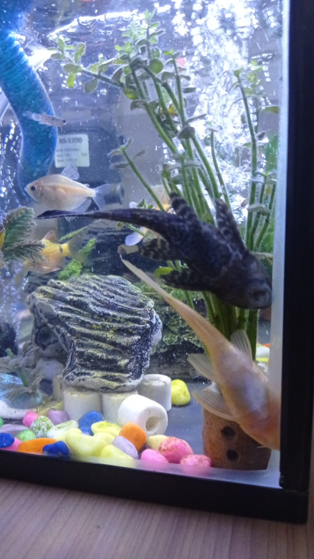 Ikan Pembersih Sapu Sapu Hitam Aquascape