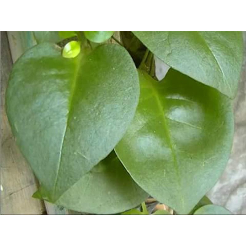 

DAUN BINAHONG SEGAR 500 GRAM