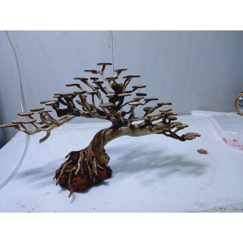 bonsai senggani aquascepe