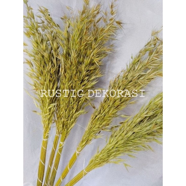 bunga kering PADI PADIAN | ilalang merak aneka bahan buket