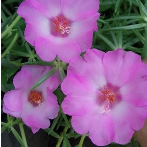 5 stek krokot giant bunga jumbo