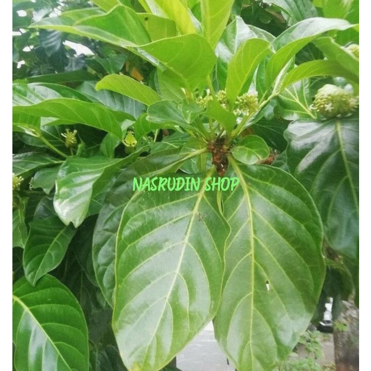 

[Fresh] DAUN MENGKUDU SEGAR LANGSUNG PETIK DAUN CENGKUDU DAUN BUAH MENGKUDU