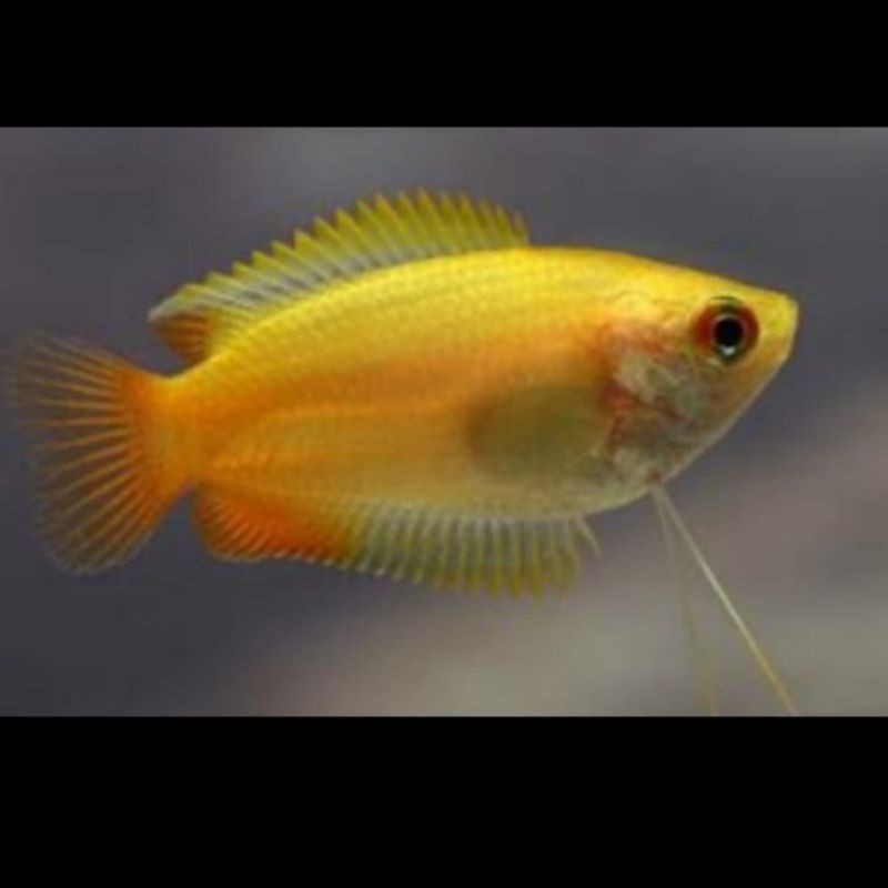 Ikan Hias Sepat Spat Madu Honey Mini Gurame Gurami Aquarium Aquascape