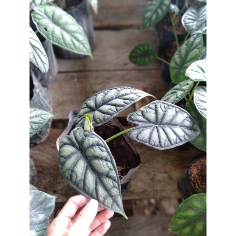 alocasia dragon scale silver atau keladi tengkorak rawatan daun 3 keatas