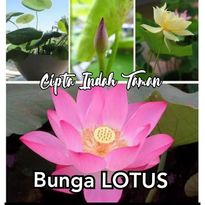 Tanaman lotus bunga | bunga lotus | tanaman air
