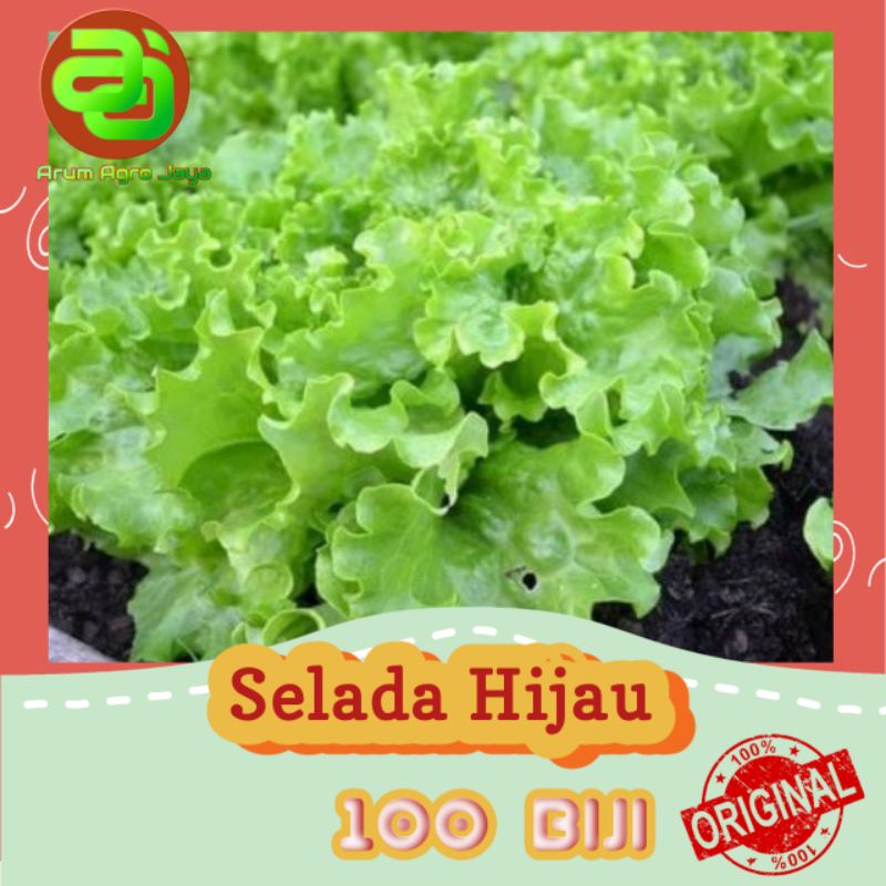 Benih Selada Hijau