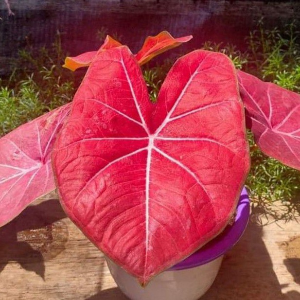 caladium h41/sri lampoon /caladium import