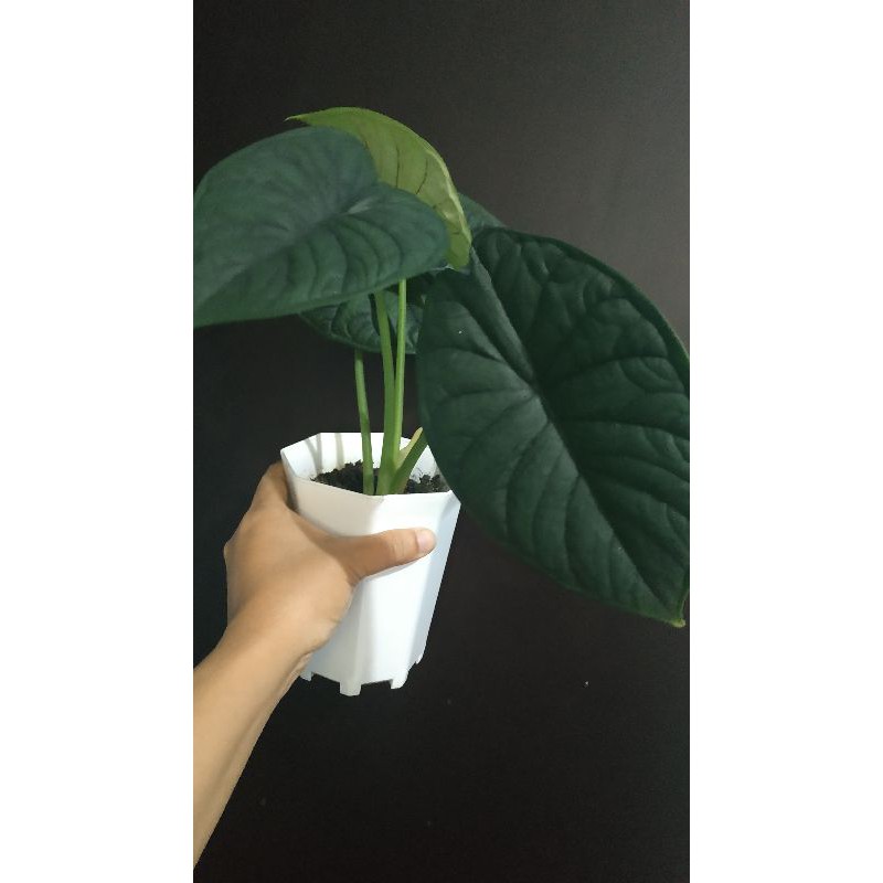 Alocasia Dragon Scale