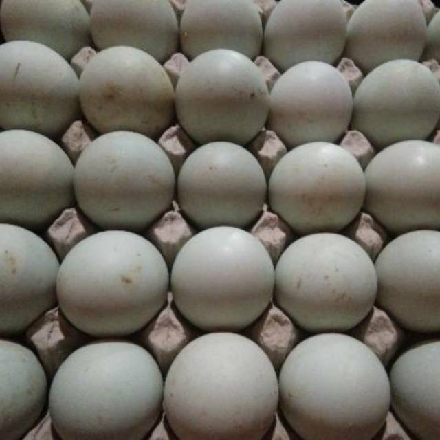

Telur Bebek Omega Segar Murah