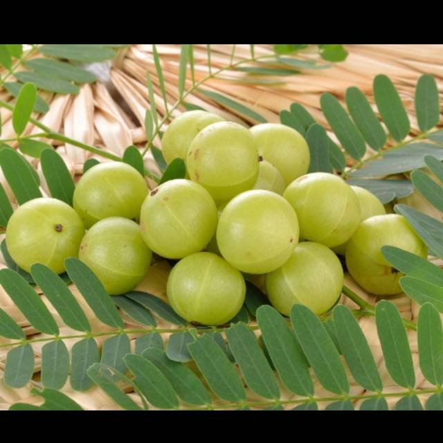 

Buah Malaka atau amla 1kg