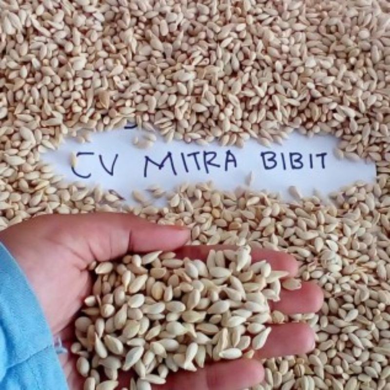 Biji Benih Jeruk JC ( Japanese Citrun )